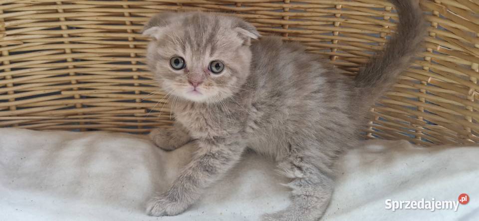 Kocurek Szkocki liliowy pręgowany zwisłouchy Katowice