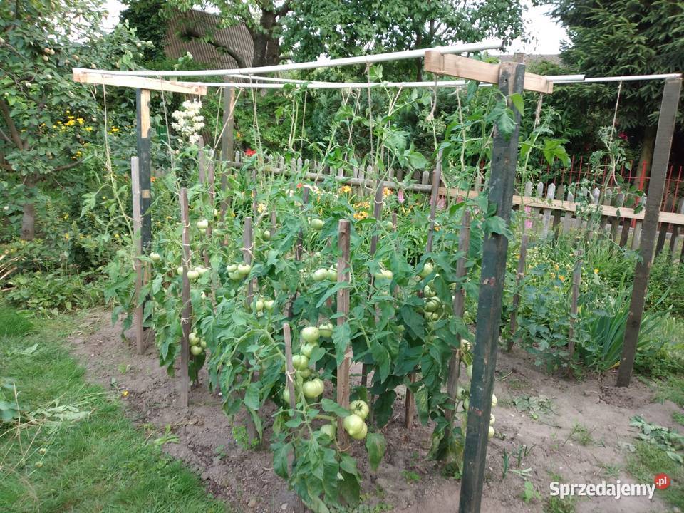 Zadbana działka ROD Ławica wielkopolskie Poznań