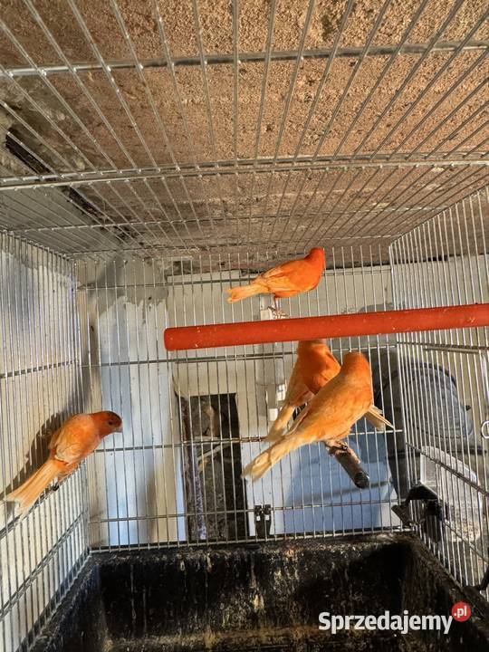 Kanarki CzerwoneOpal Mozaika małopolskie Cianowice sprzedam