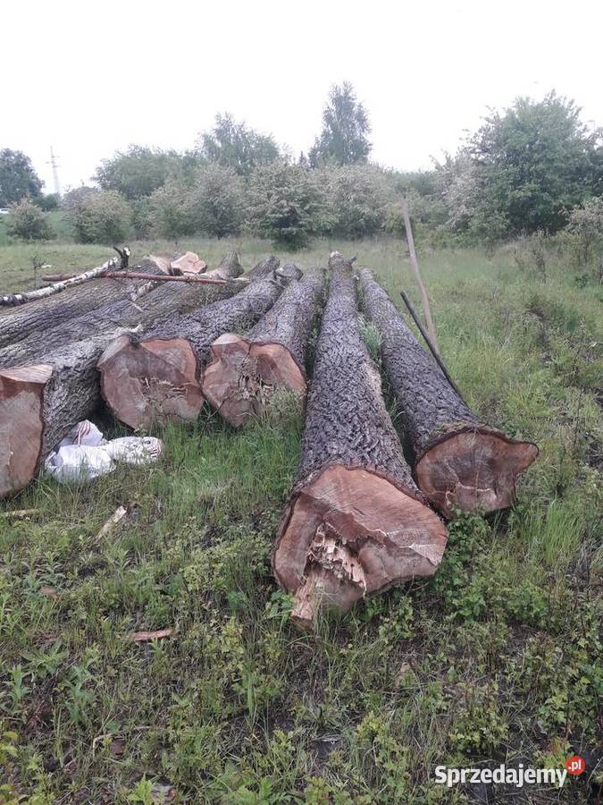 Topola drewnodrzewo tartaczne Drewno konstrukcyjne