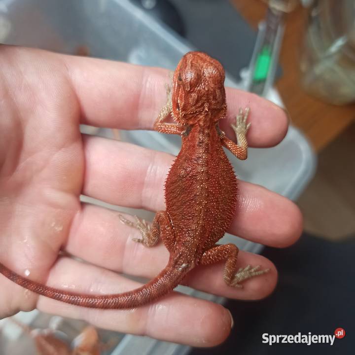 Agama Brodata Jaszczurka Początkujących Gady i płazy Błonie