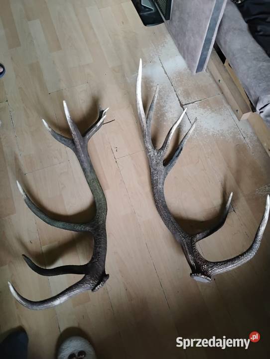 Poroża jelenia Podlodów sprzedam
