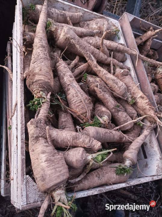 Pietruszka niesortowana małopolskie