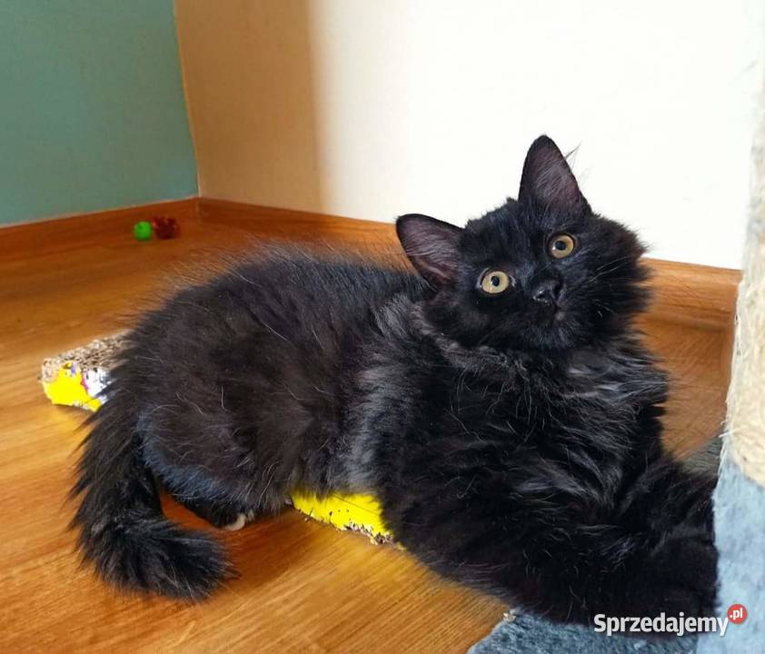 Śliczny Kocurek Syberyjski Odi PZFWCF Sochaczew