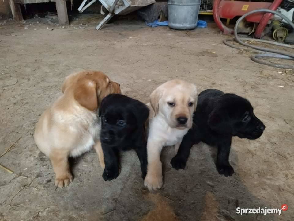 szczeniaki labradory Stary Zamość