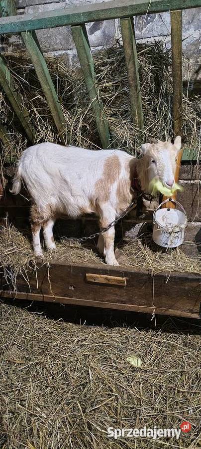 Koza 6 miesięcy Rogów