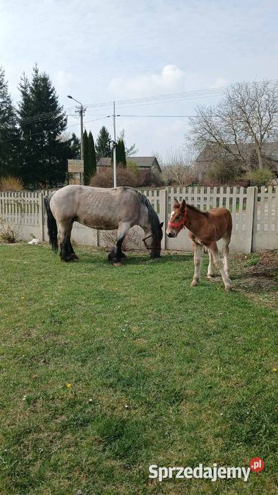 Koń zimnokrwisty lubelskie Żółkiewka-Osada