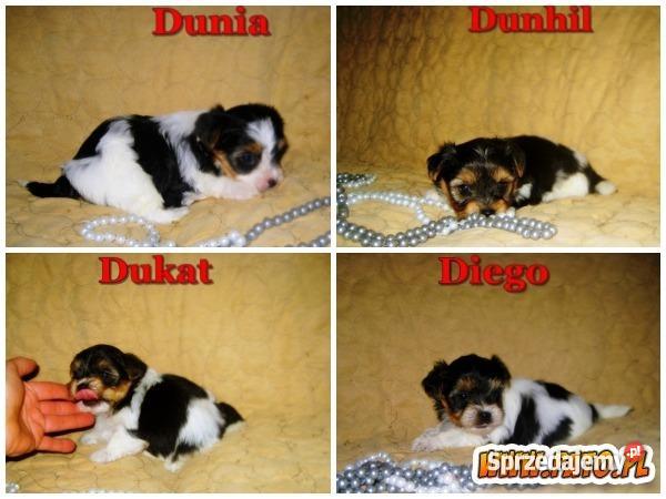 Biewer Yorkshire Terrier szczeniaczki z rodowode Lublin