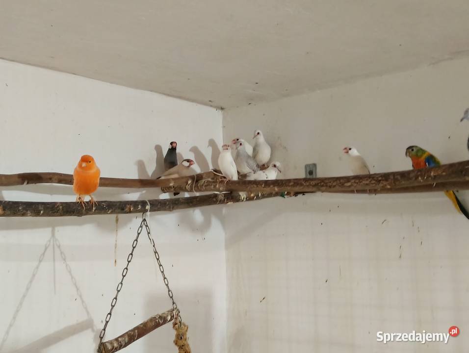 Gołąbki diamentowe Kościan