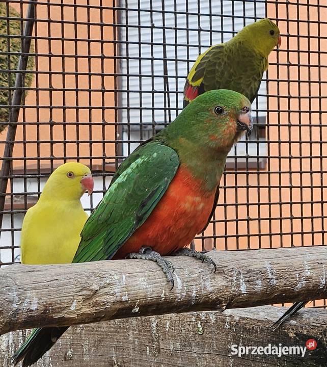 Szkarłatka królewska samiec Bydgoszcz