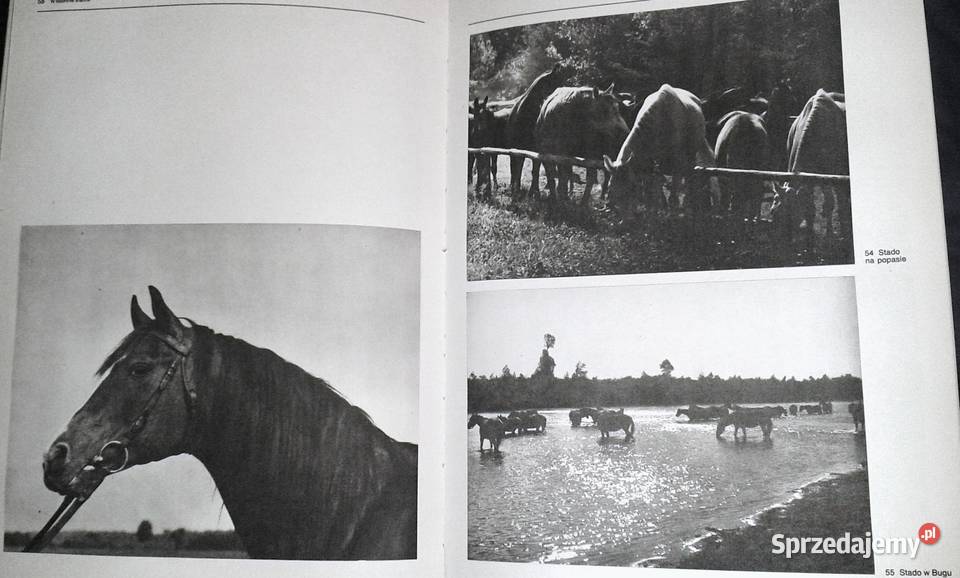 Film i fotografia Włodzimierz Puchalski Chełm sprzedam