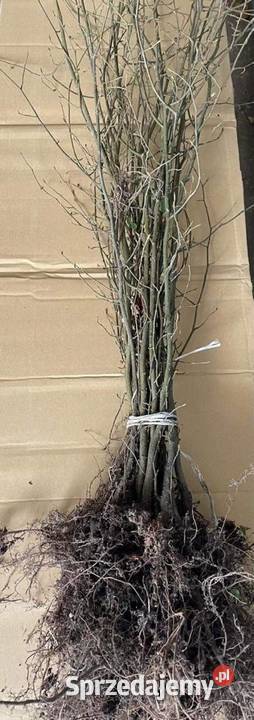 Grab pospolity sadzonki 60100 PAKIET 100sztuk świętokrzyskie Kielce