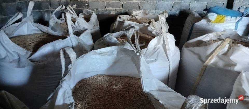 Pszenica ozima 2025 Pszczyna