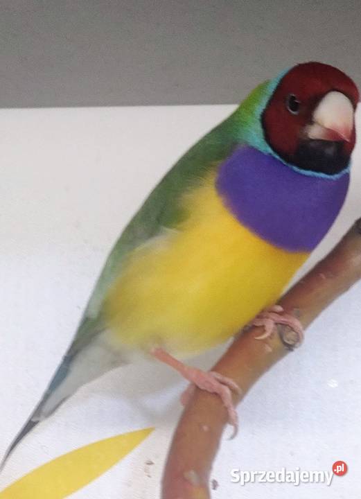 Amadyny wspaniałe Tarnów