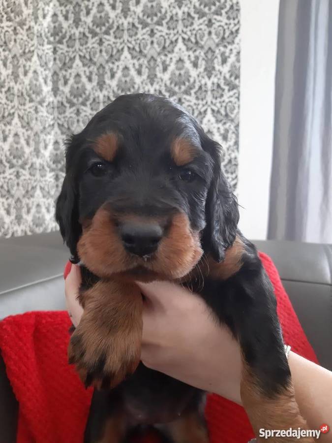 Seter Szkocki Gordon szczenięta Jarząbkowice