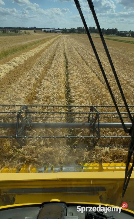 Jeczmien zimowy ozimy Jakubus wyczyszczony