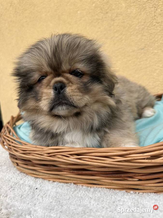 Pekińczyk szczeniak sunia mazowieckie sprzedam