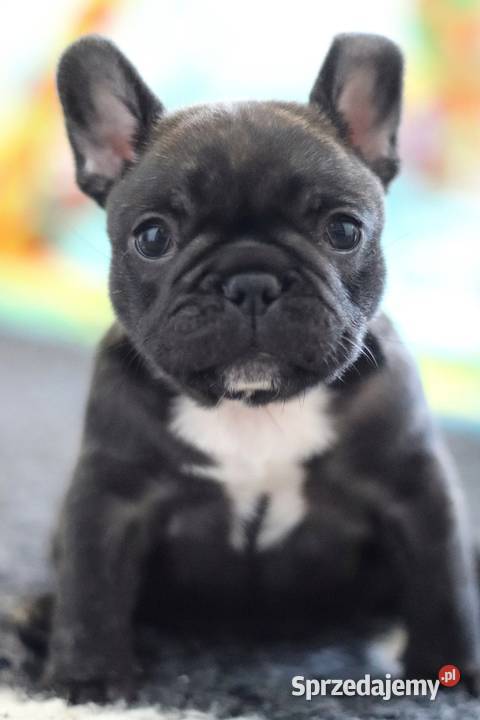 Buldog francuski ZKwP sprzedam