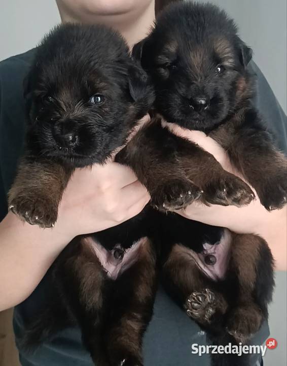 Szczeniaki owczarki niemieckie długowłose ZKWP