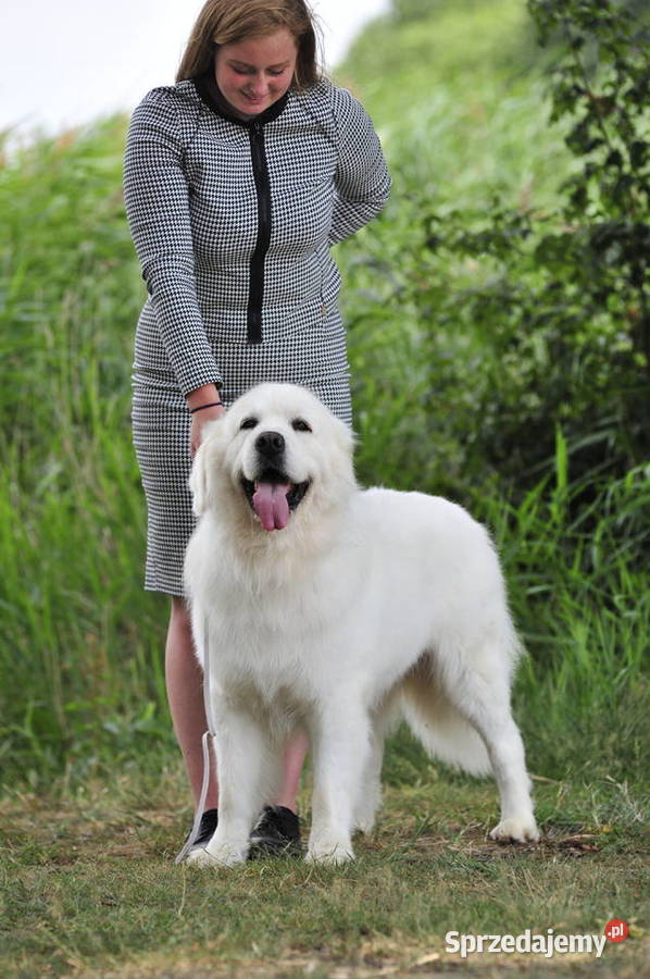 Owczarek podhalański szczenięta bo utytułowanych Jamnice