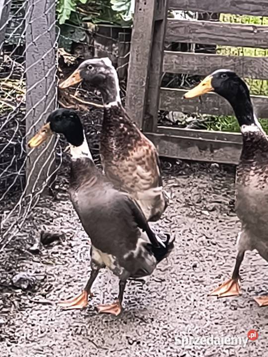 Biegusy indyjskie rasowe