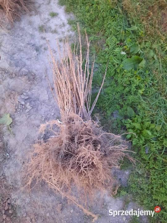 Porzeczka czarna czerwona