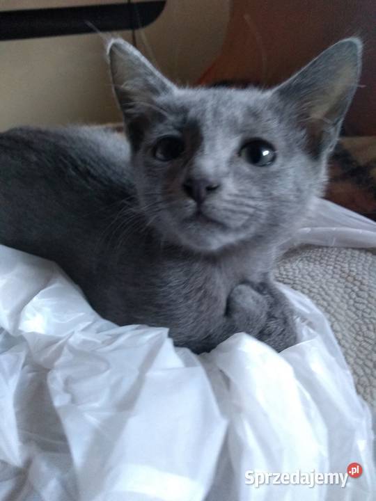 Kocurki rosyjskie niebieskie Chorzów sprzedam