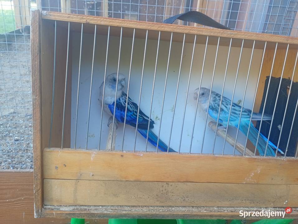 Rozele białolice niebieskie para Wrzesiny sprzedam