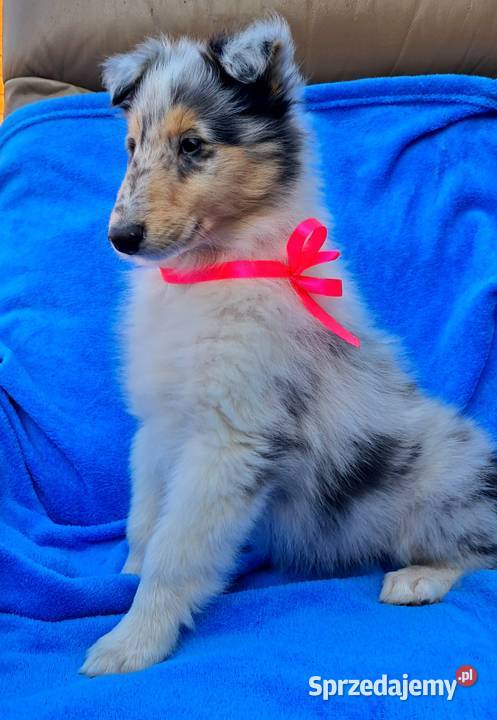 Owczarek szkocki Collie siczka Bełchatów sprzedam