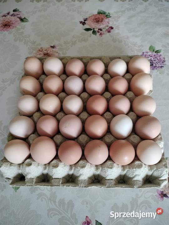 jajka wiejskie z wolnego wybiegu łódzkie Żychlin