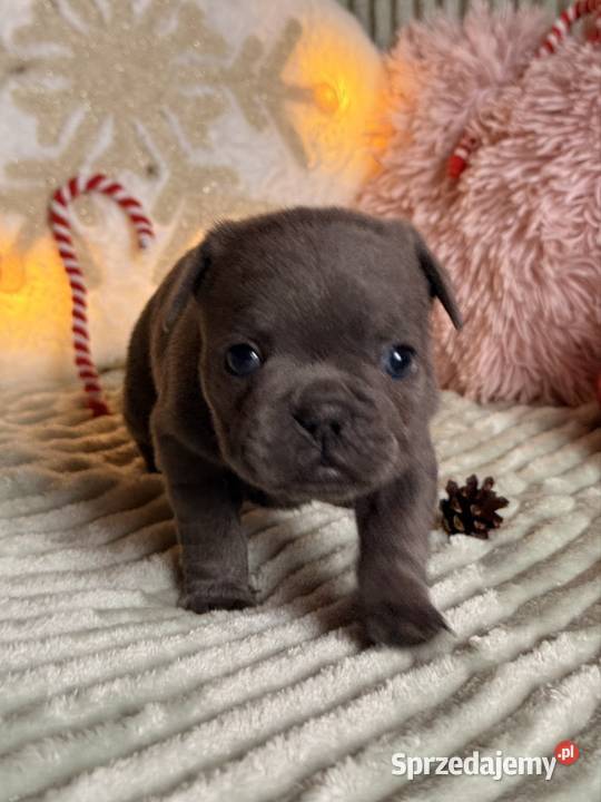 Buldog francuski do rezerwacji Częstochowa sprzedam