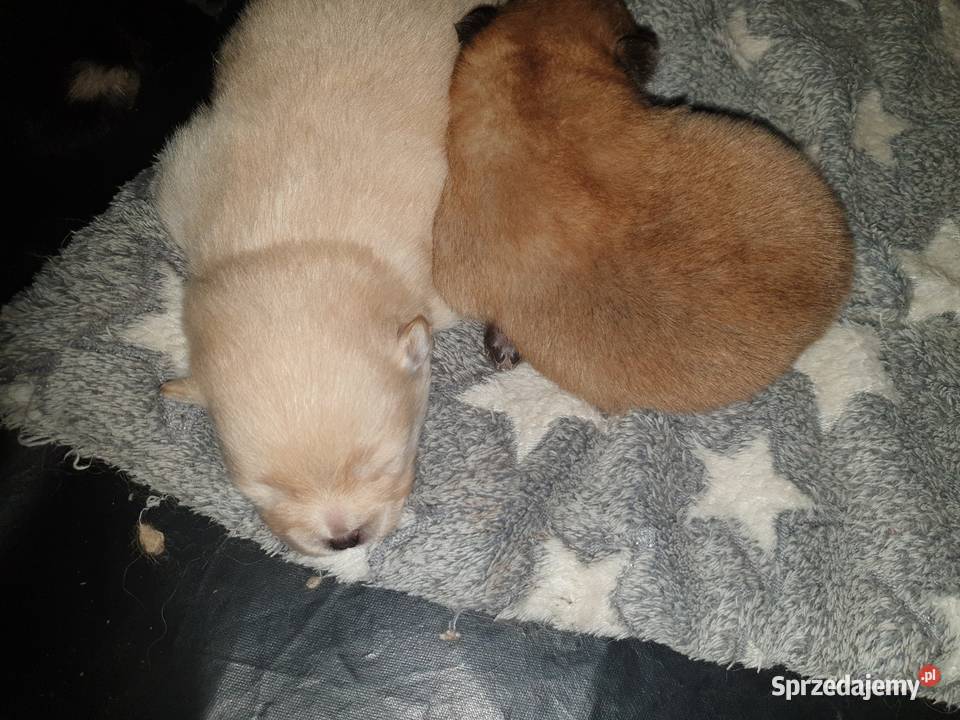 Szpic Miniturowy Kutno