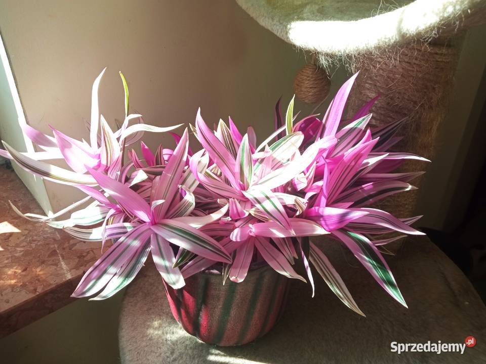 Trzykrotki i inne kwiatki Białystok