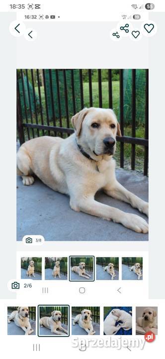 Labrador retriever reproduktor Tarnów sprzedam
