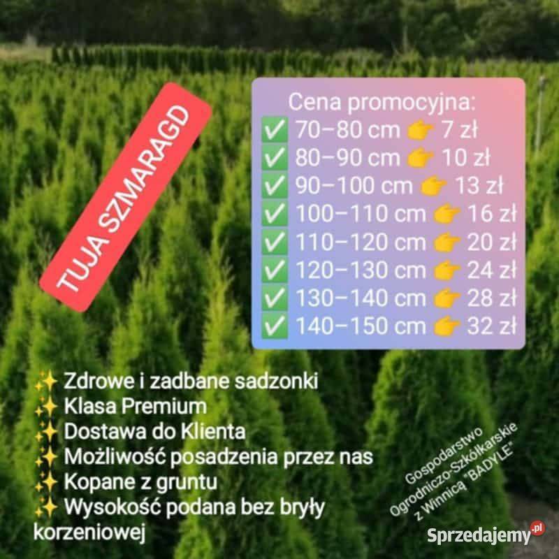 Tuje Szmaragd Klasa Premium Promocja 30 Dowóz Ciężkowice