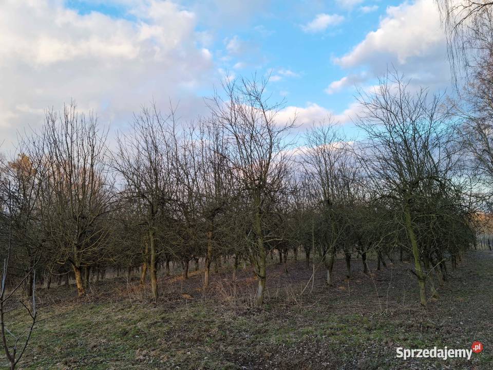 Sprzedam działkę rolną 43 ar gmina Wilków Sprzedaż Dobre sprzedam