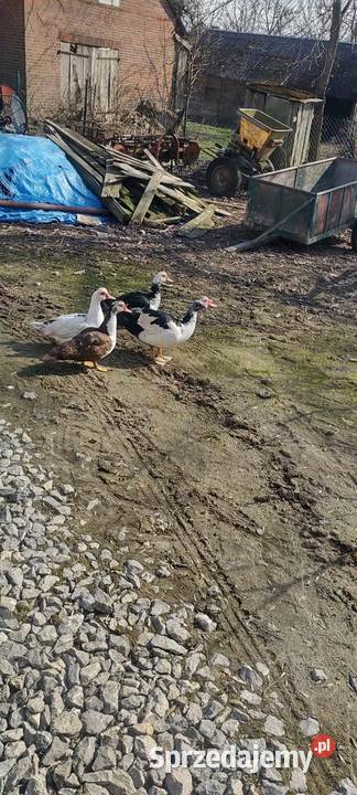 Sprzedam kaczki 4 sztuki Kraśnik