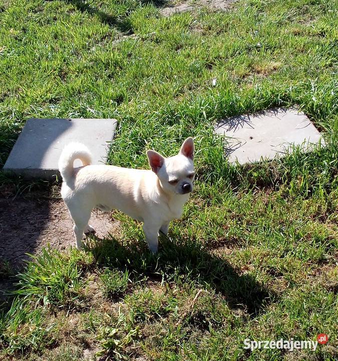 Chihuahua suczka bezowa Chihuahua opolskie Jasienica Dolna