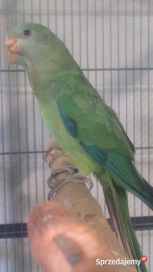 Papugi barabandy Wieliczka sprzedam
