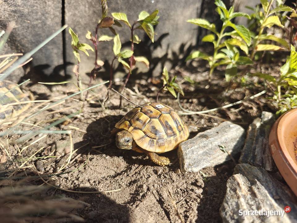 Żółw grecki Testudo hermanni z mojej hodowli w pomorskie Gdańsk sprzedam