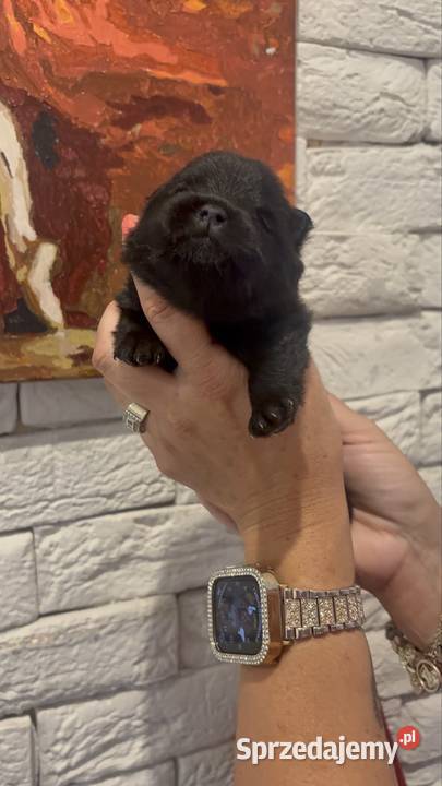 Szpic miniaturowy pomeranian boy Poniszowice sprzedam