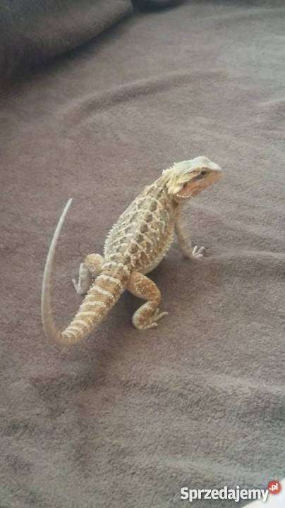 Agama Brodata Terrarium Drewniane 120x50x50 Białystok sprzedam