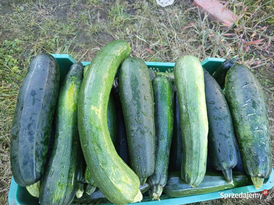 Sprzedam świeżą cukinię Kożuchów sprzedam