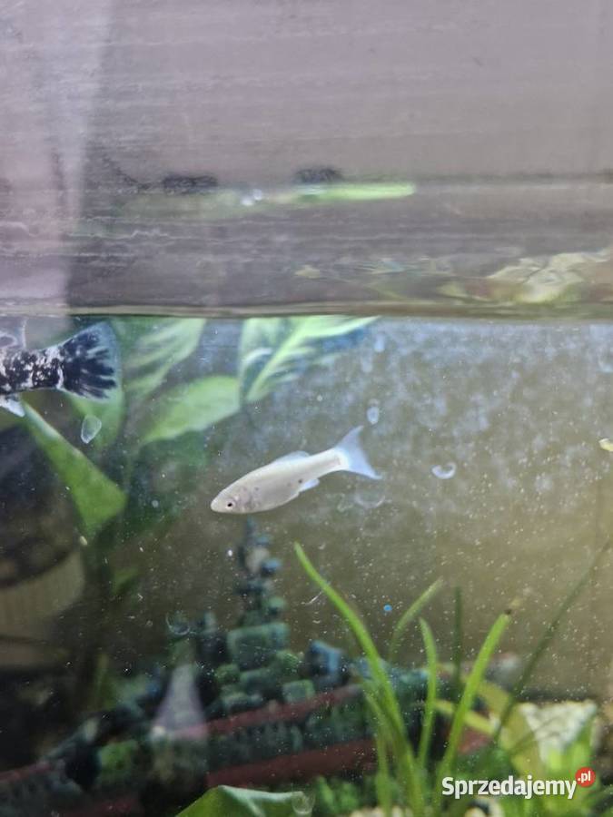 Molinezje księżycowe WYSYŁKA Ryby Zawiercie