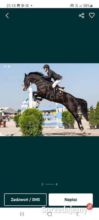 Ogier oldenburski pablo Wieruszów sprzedam