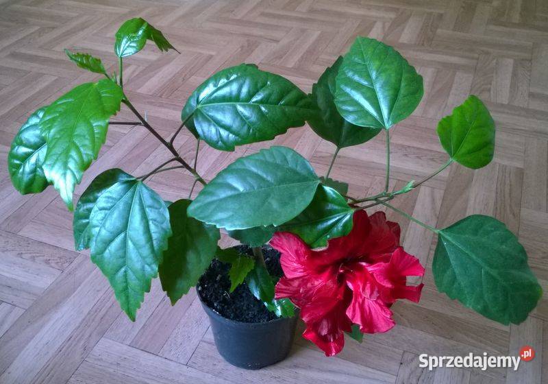 Róża chińska pełna czerwona hibiskus ketmia śląskie Pszczyna