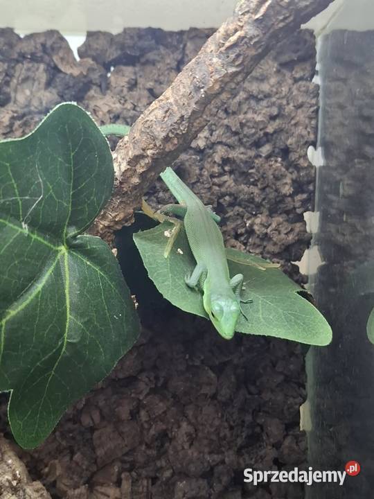 Gastropholis prasina Kraków