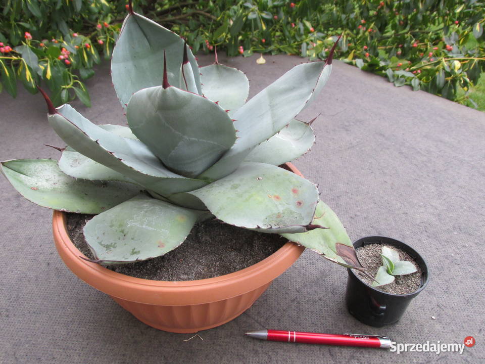 Mrozoodporna agawa do 12C Agave parryi var Pozostałe Kraków