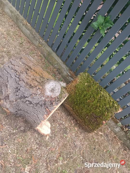 Duża ilość drzewa Ogrzewanie Szczecin sprzedam