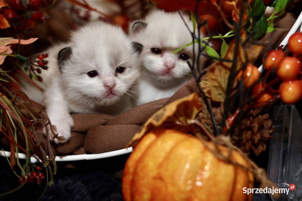 Ragdoll bracia bicolor